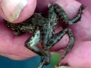 six-legged frog